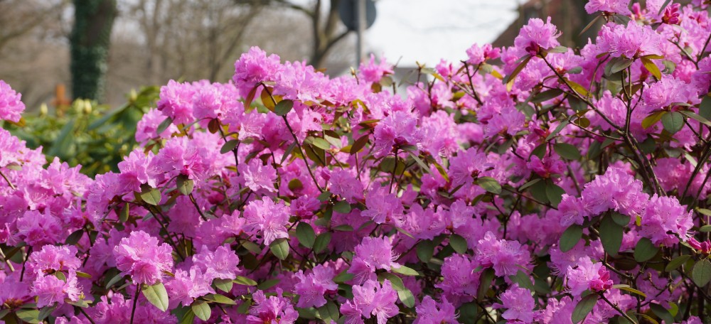 rhododendron im Kurpark